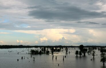 LA Swamp