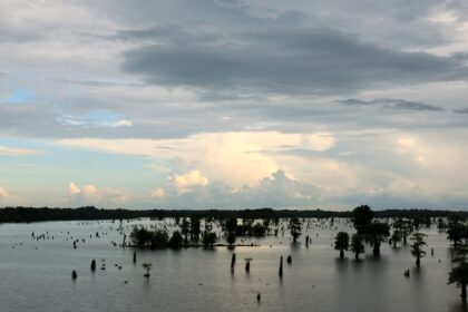 LA Swamp