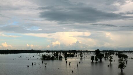 LA Swamp