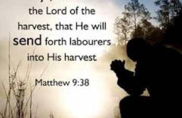 harvest